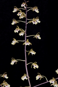 Oeceoclades peyrotii Huntington's Splendor CBR/AOS - flower